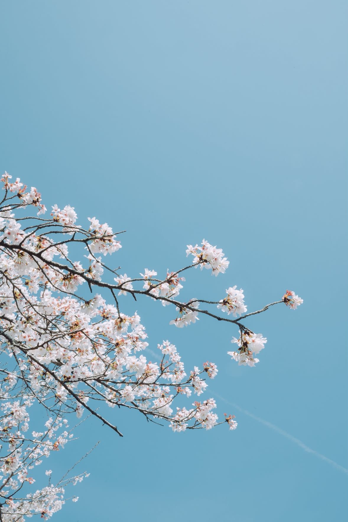 A cherry branch against a clear sky.