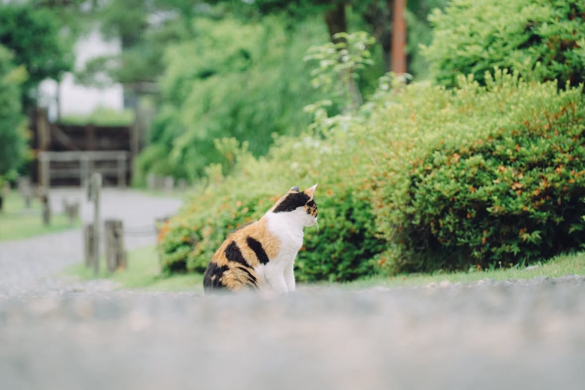 A cat on the gravel path, near the gate.